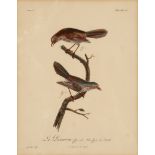 Vögel. 3 kol. Kupferstiche von Grémilliet aus 'Histoire naturelle des Promérops et des Guépiers' be