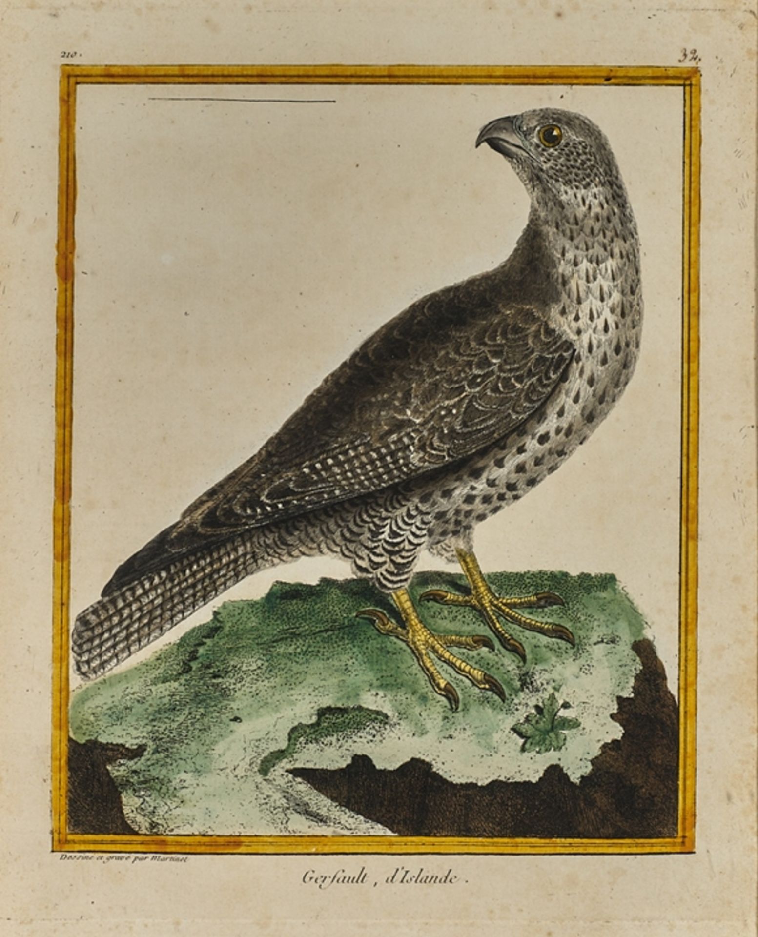 Vögel. Vier kol. Kupferstiche. Zwei von Eleazar Albin, zwei von Francois Martinet. 18. Jh. Ca. 28 x - Image 2 of 4