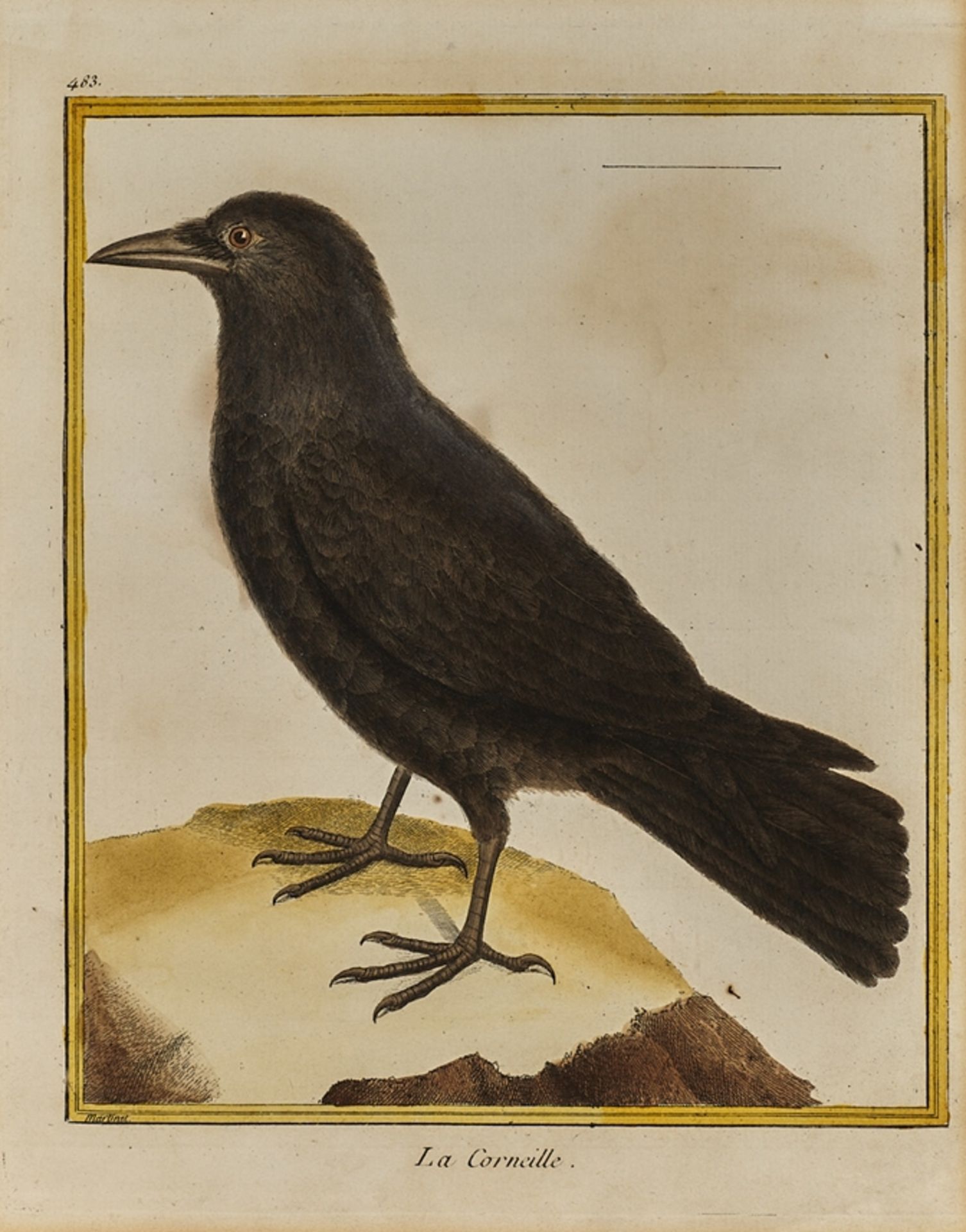 Vögel. Vier kol. Kupferstiche. Zwei von Eleazar Albin, zwei von Francois Martinet. 18. Jh. Ca. 28 x - Image 3 of 4