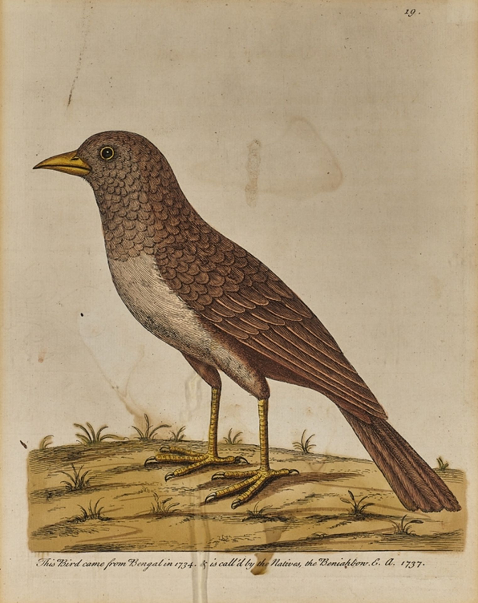 Vögel. Vier kol. Kupferstiche. Zwei von Eleazar Albin, zwei von Francois Martinet. 18. Jh. Ca. 28 x - Image 4 of 4