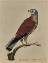 Vögel. Vier kol. Kupferstiche. Zwei von Eleazar Albin, zwei von Francois Martinet. 18. Jh. Ca. 28 x