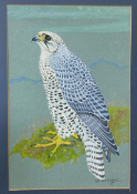 Ralston Gudgeon R.S.W 1910 - 1984 unframed watercolour depicting a Gyr Falcon Image size: 18"x12"