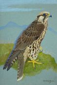 Ralston Gudgeon R.S.W 1910 - 1984 unframed watercolour depicting a Sangar Falcon