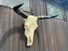 Wall Mounted Skull & Horns