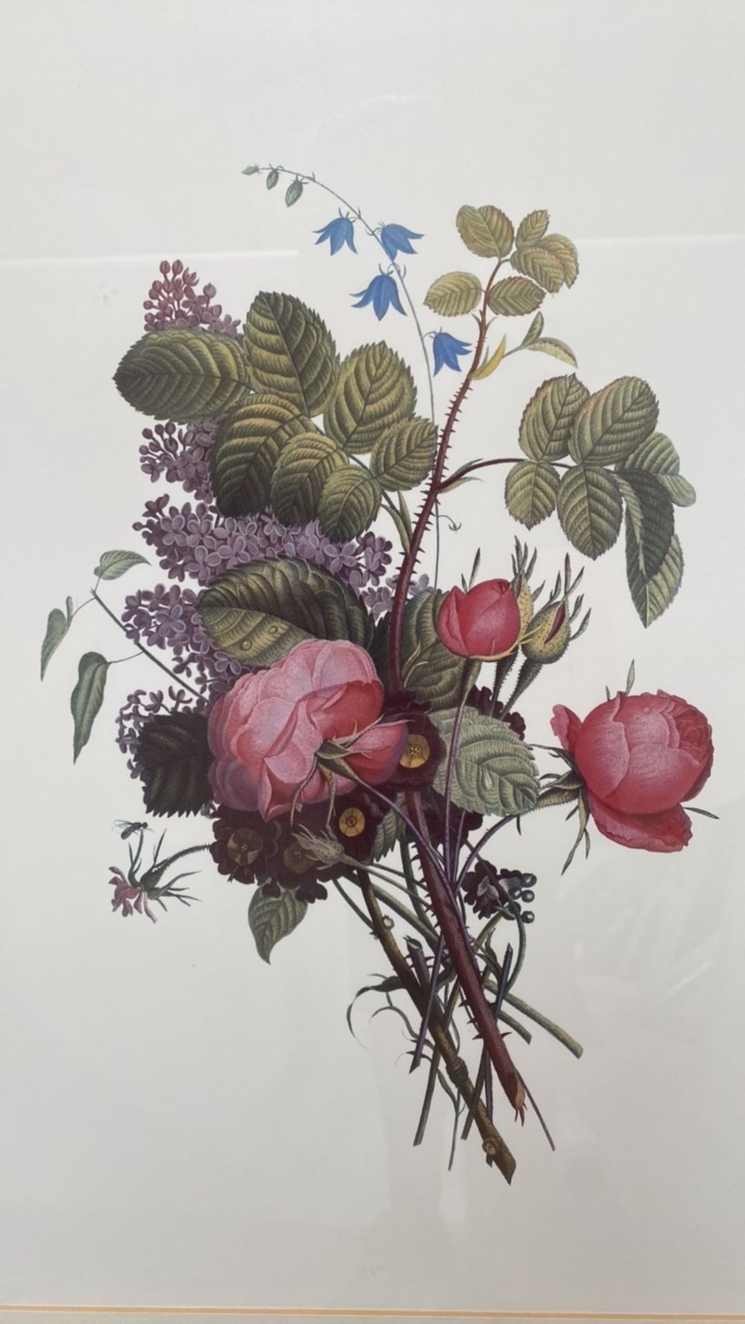 Mixed Set of Botanical Prints - Image 15 of 20