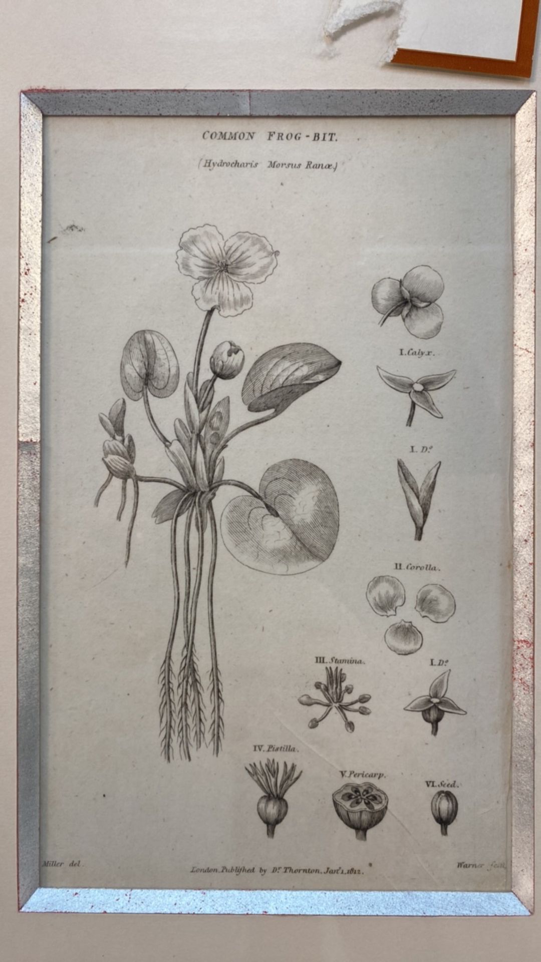 Set of 3 Botanical Black and White Lithography - Bild 2 aus 10