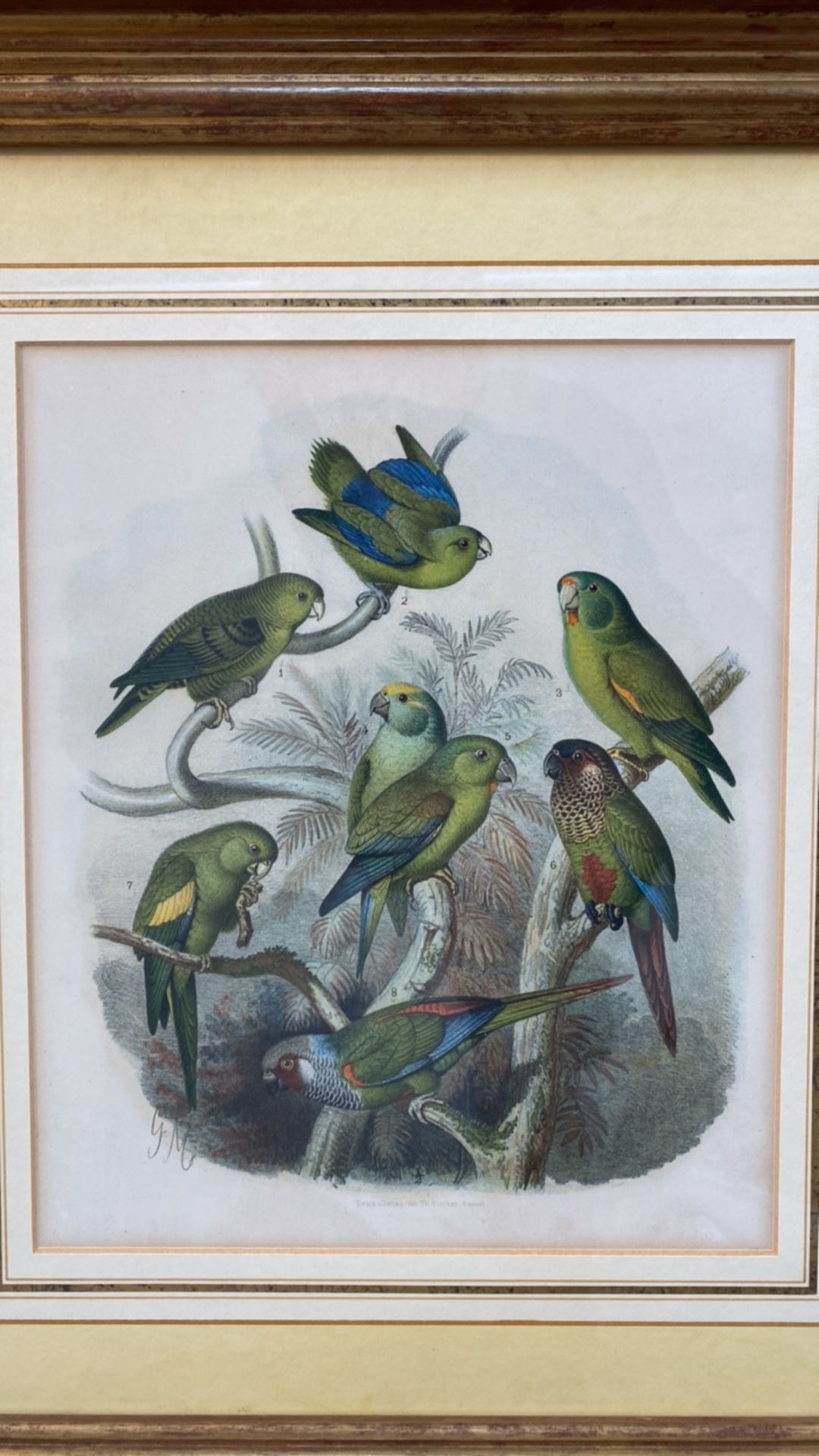 Set of 4 Parakeet Illustrations - Image 5 of 6