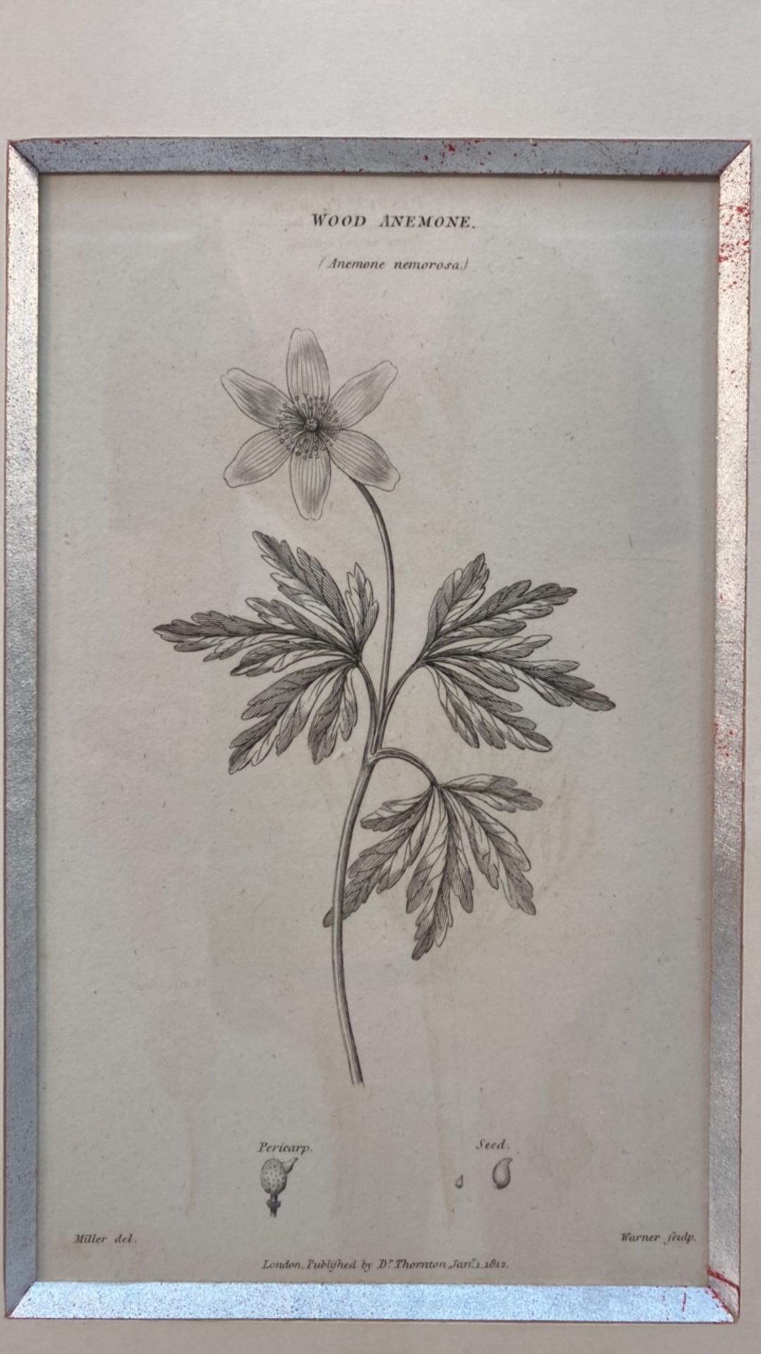 Set of 3 Botanical Black and White Lithography - Bild 3 aus 10