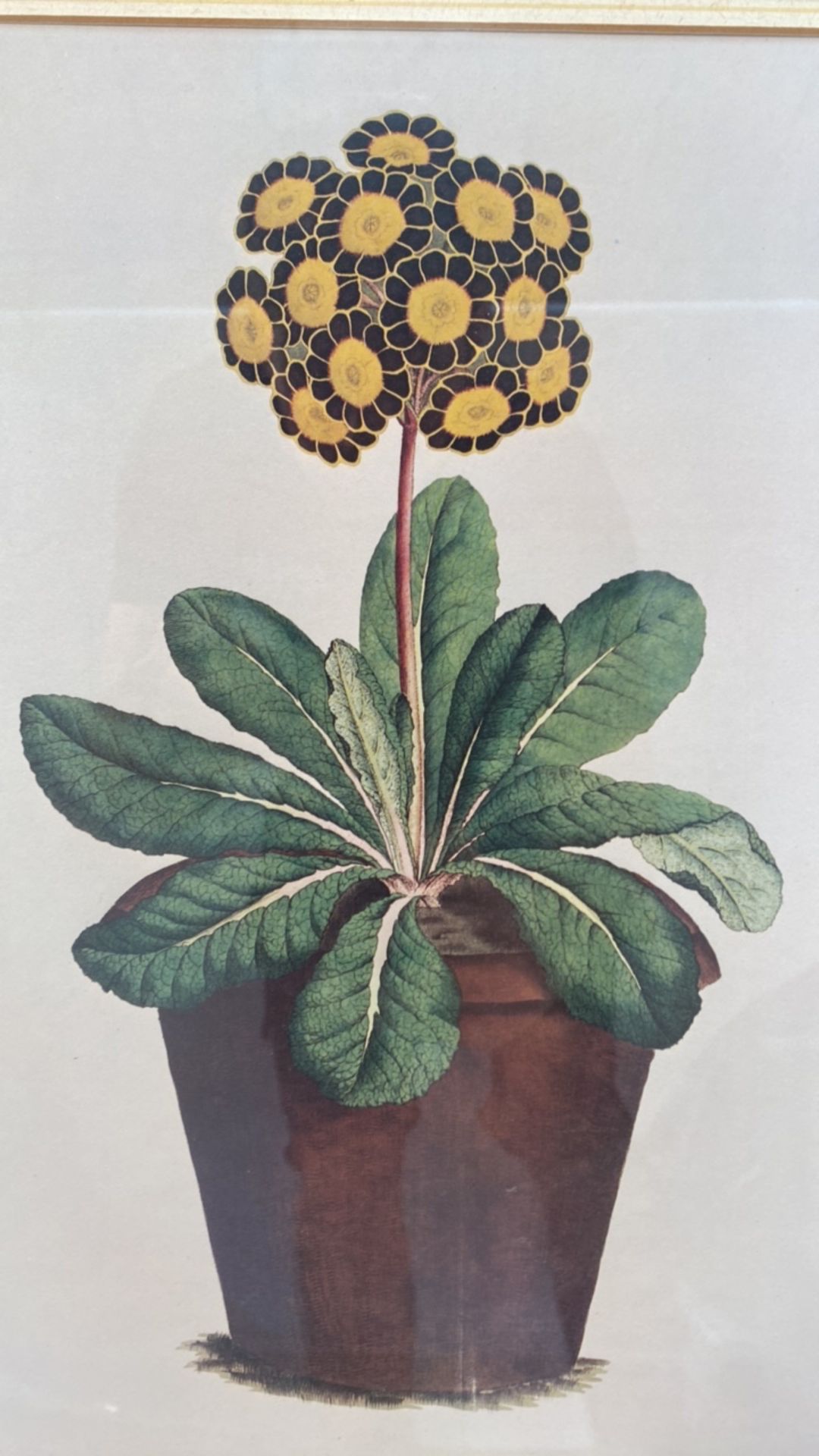 Set of 3 Botanical Prints - Image 6 of 7