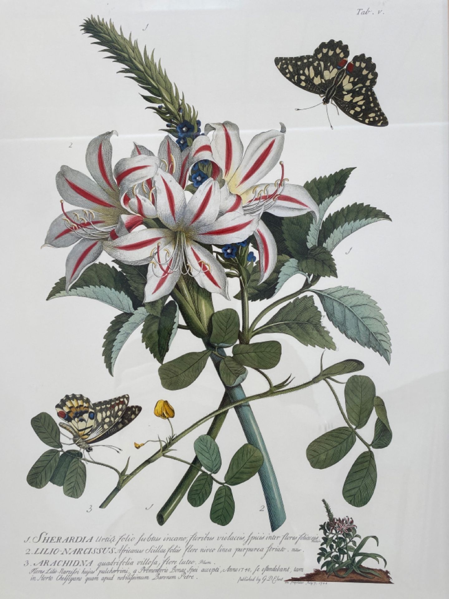 Mixed Set of Botanical Prints - Image 11 of 20