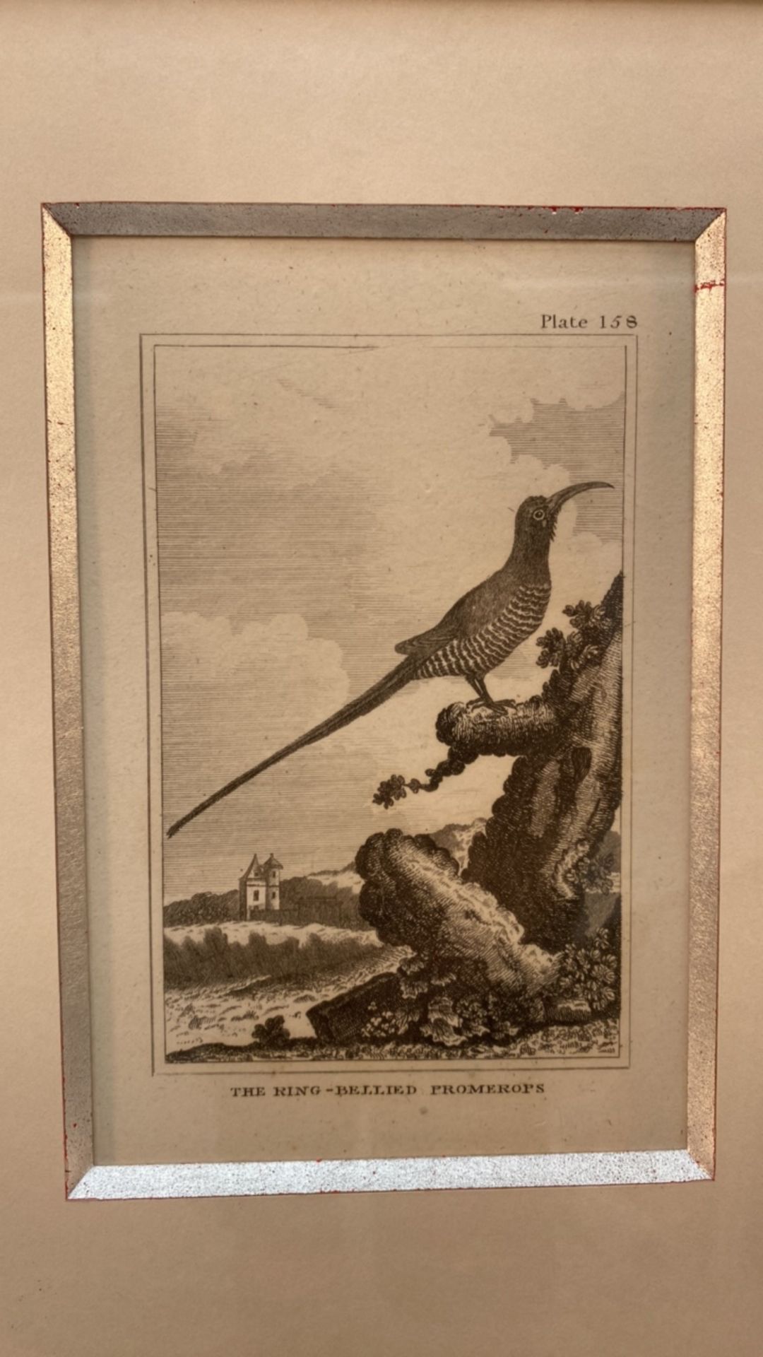 Set of 3 Classic Bird Illustrations - Bild 2 aus 5