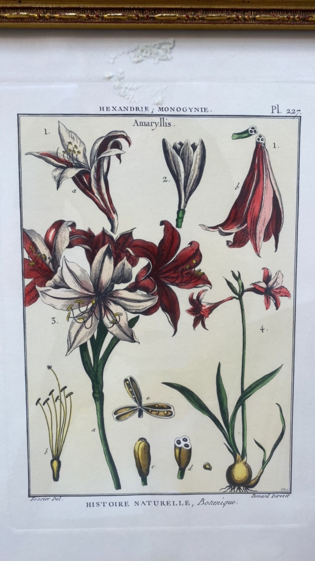 Mixed Set of Botanical Prints - Image 3 of 20