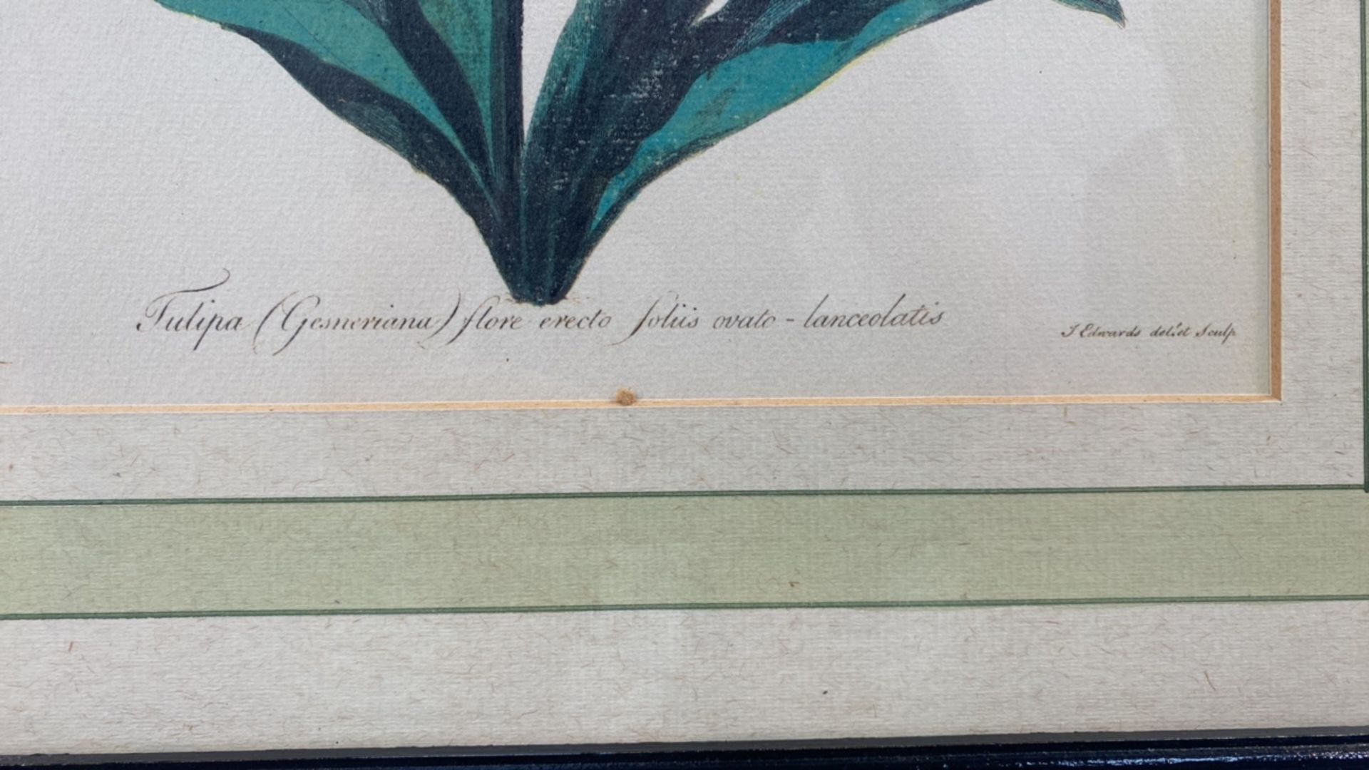 Set of 3 Botanical Prints - Image 3 of 7