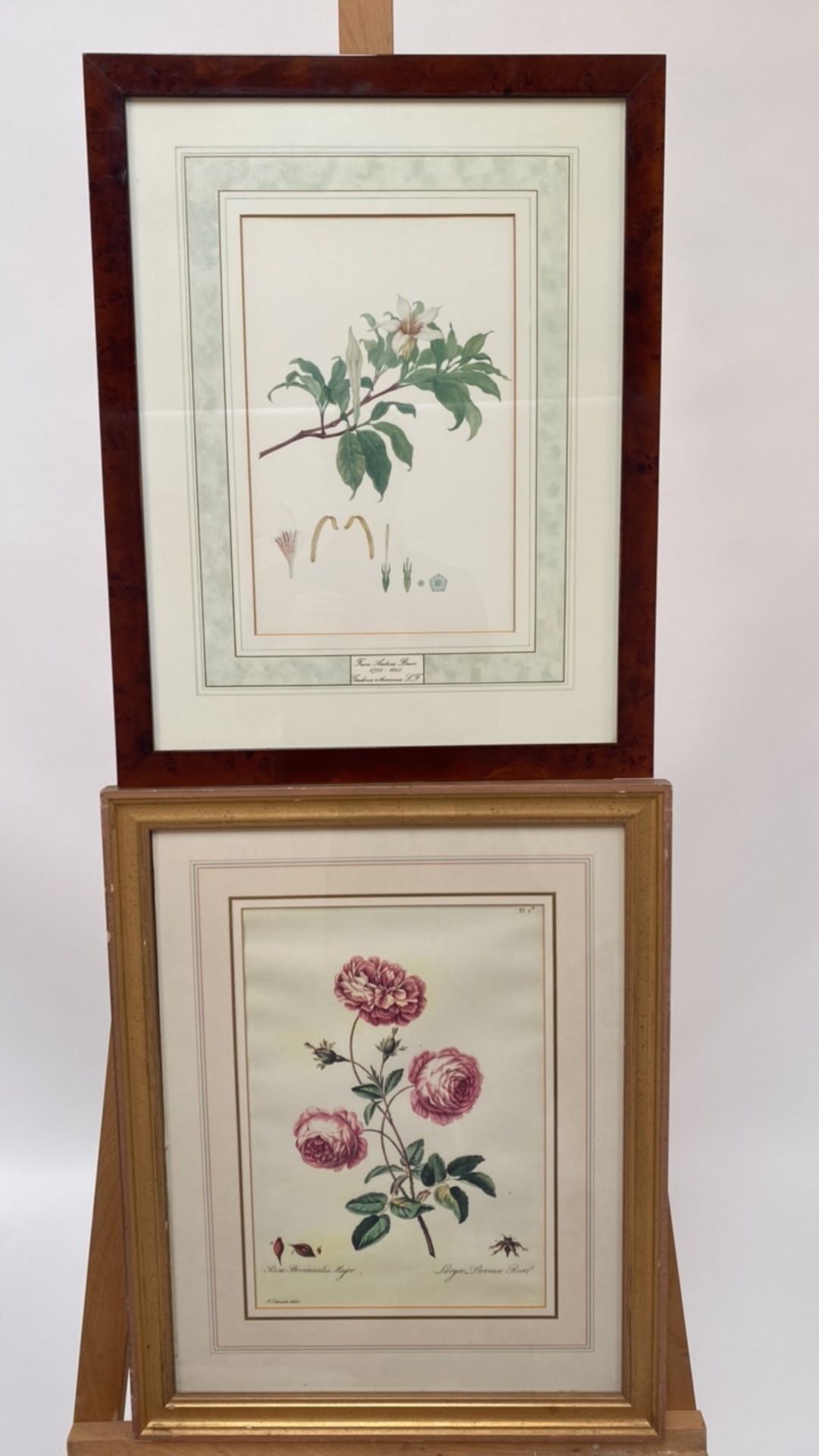 Mixed Set of Botanical Prints - Image 16 of 20