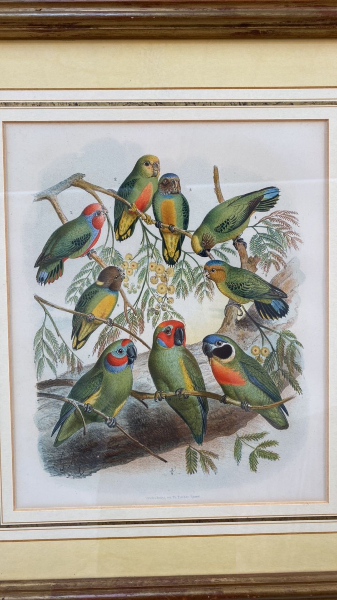 Set of 4 Parakeet Illustrations - Image 3 of 6