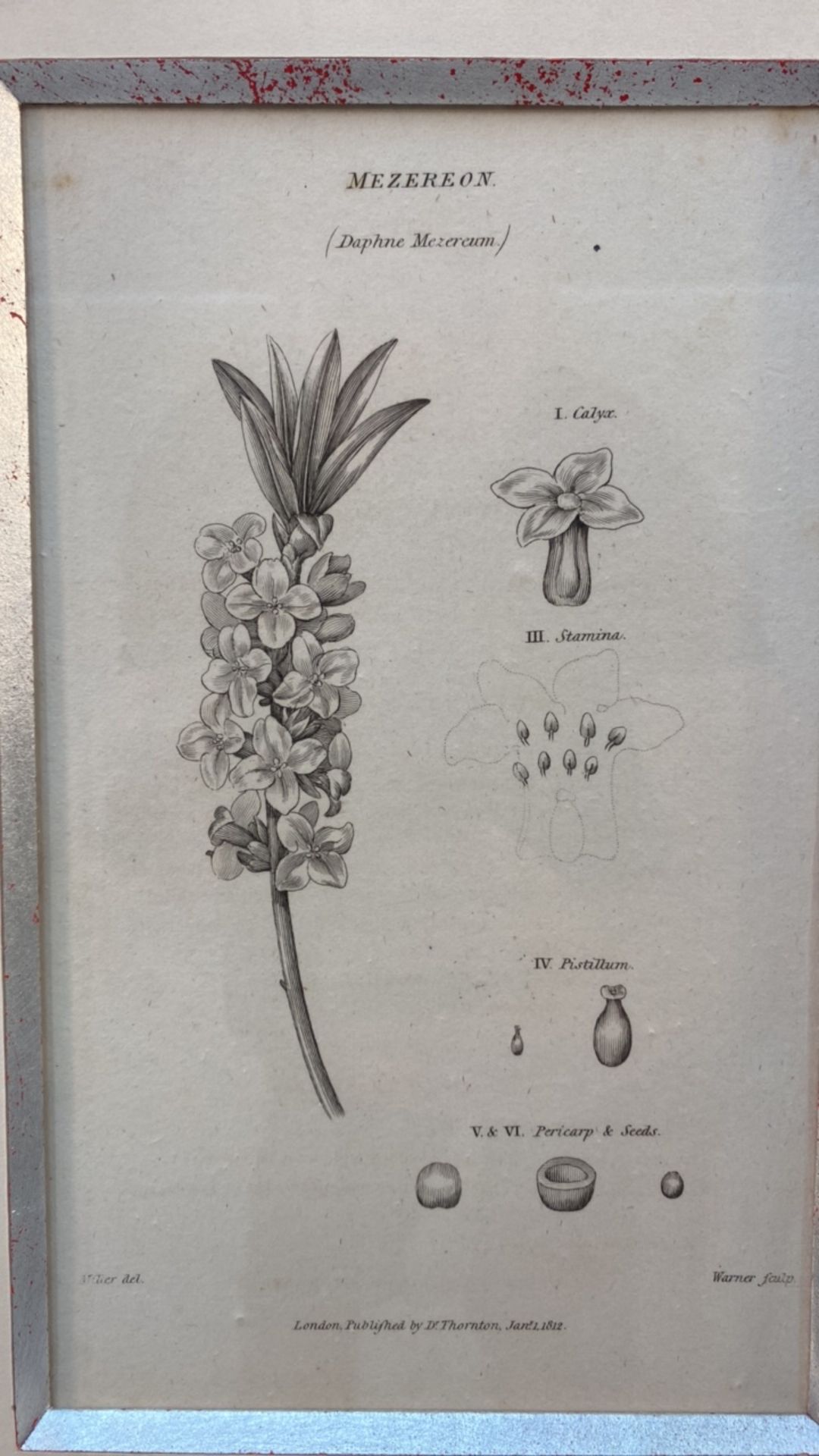 Set of 3 Botanical Black and White Lithography - Bild 5 aus 10