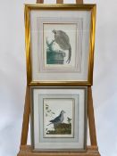 Series of Bird Illustrations