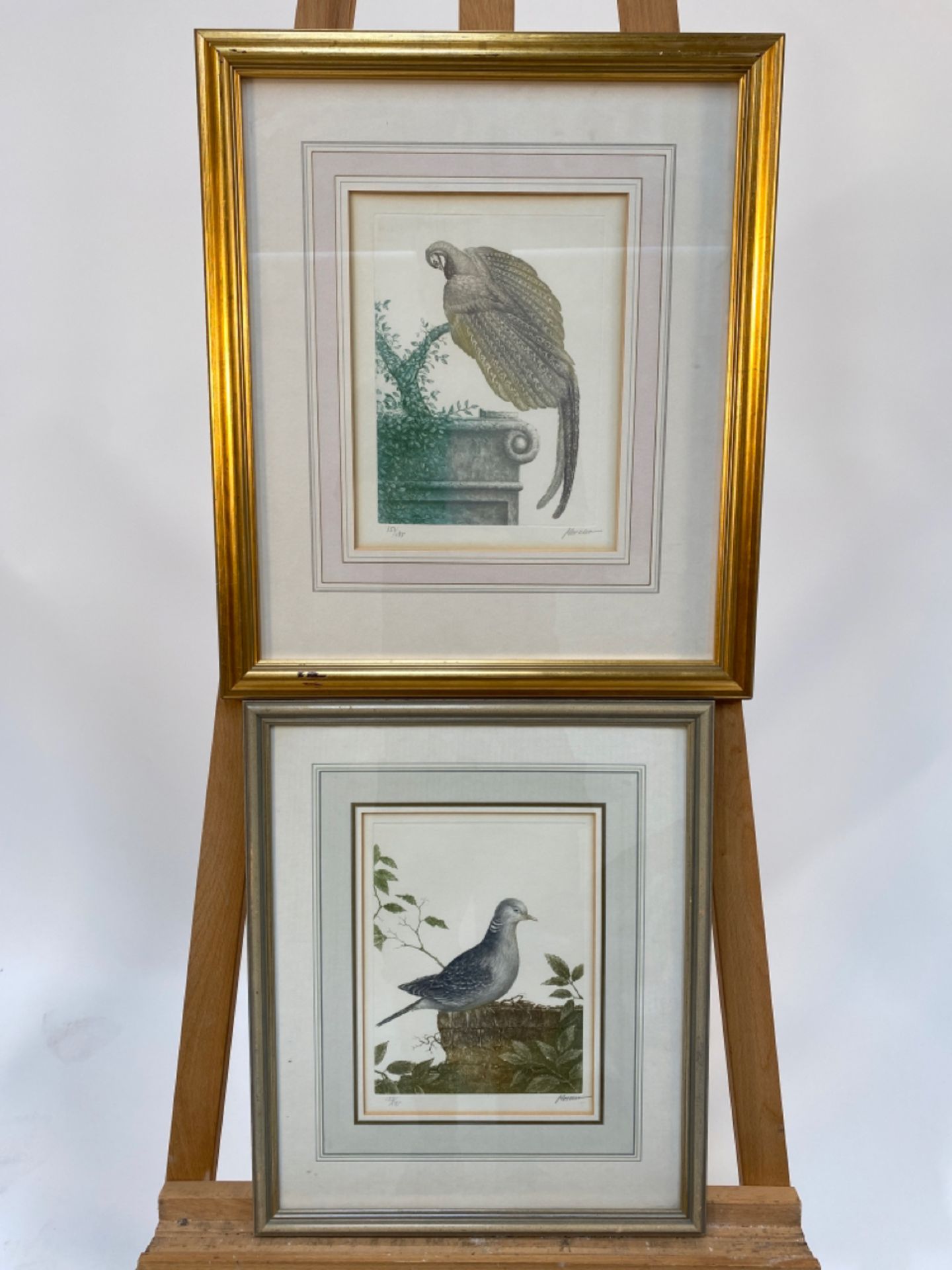 Series of Bird Illustrations