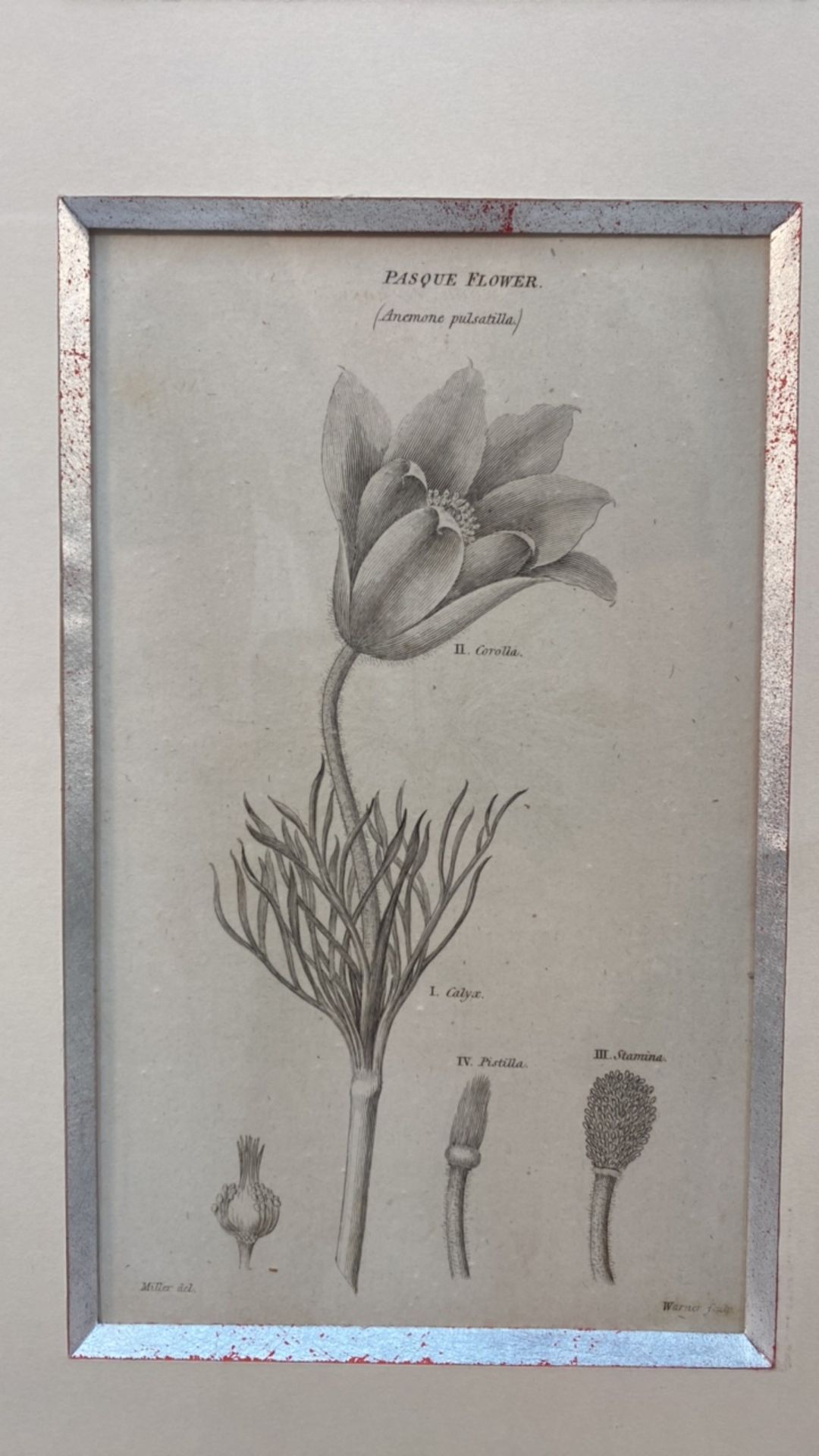 Set of 3 Botanical Black and White Lithography - Bild 4 aus 10