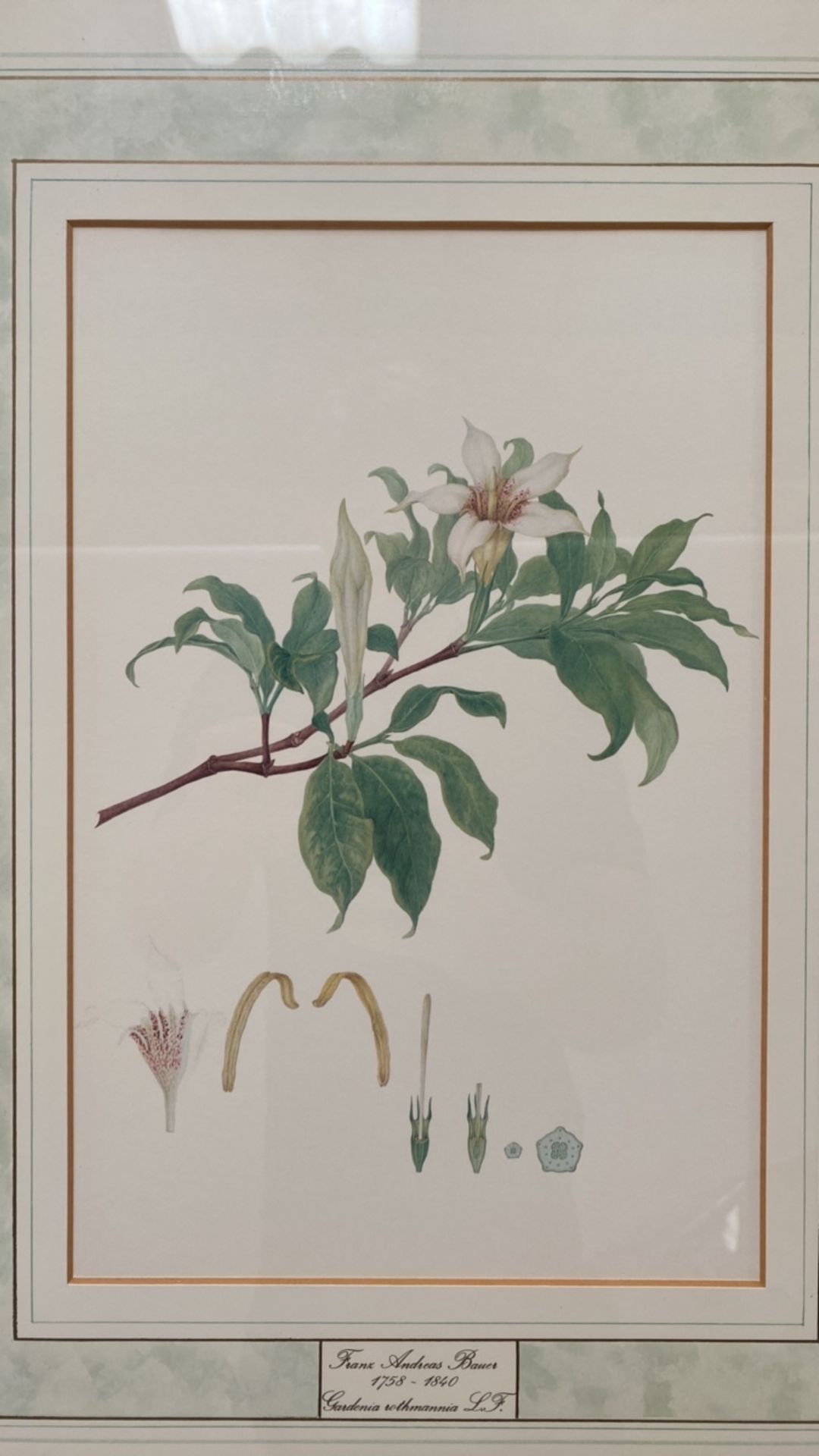 Mixed Set of Botanical Prints - Image 17 of 20