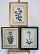 Set of 3 Botanical Prints