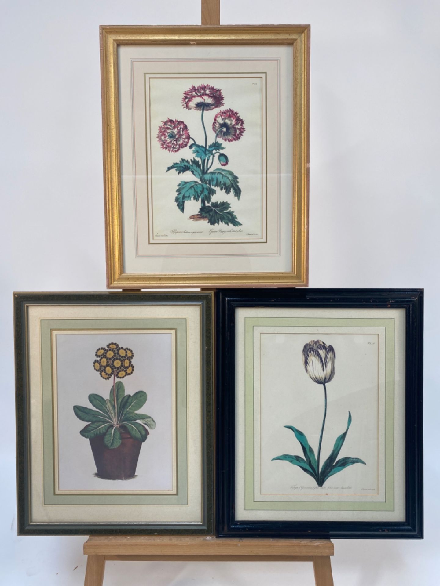 Set of 3 Botanical Prints
