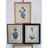 Set of 3 Botanical Prints