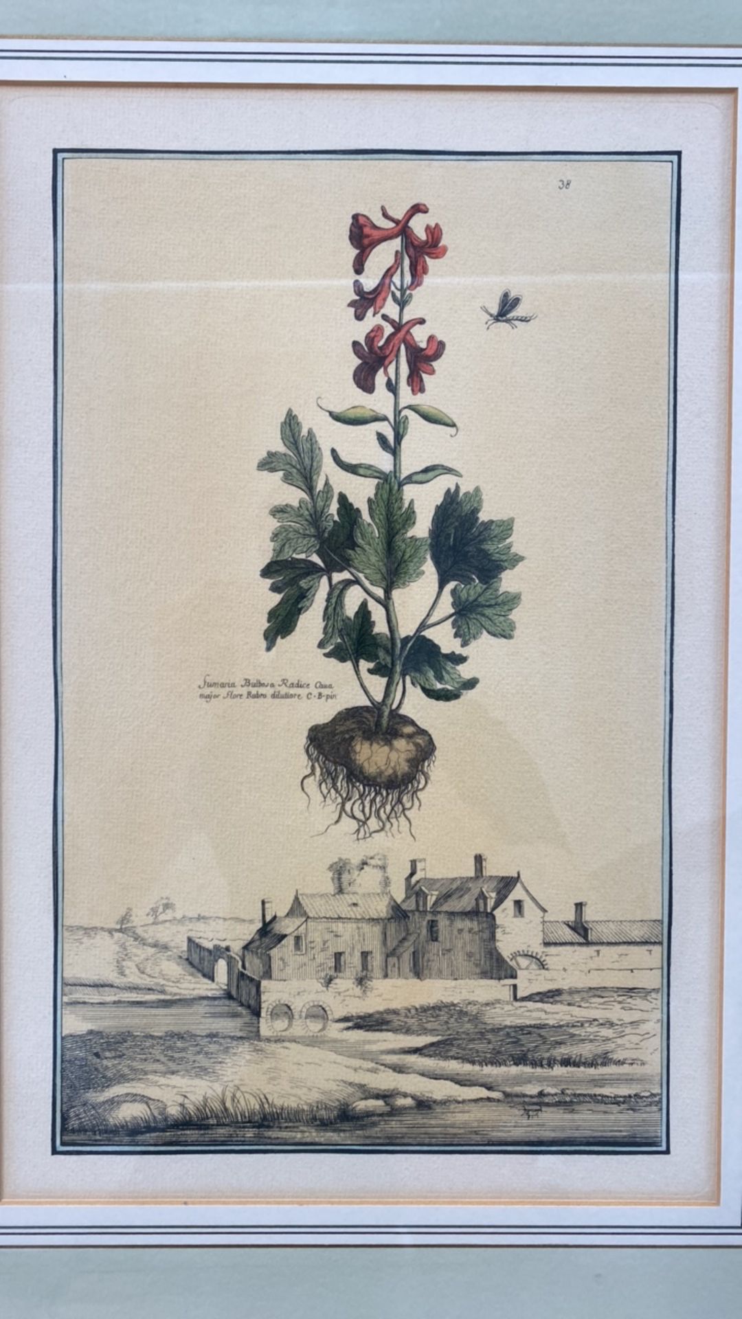 Mixed Set of Botanical Prints - Image 7 of 20