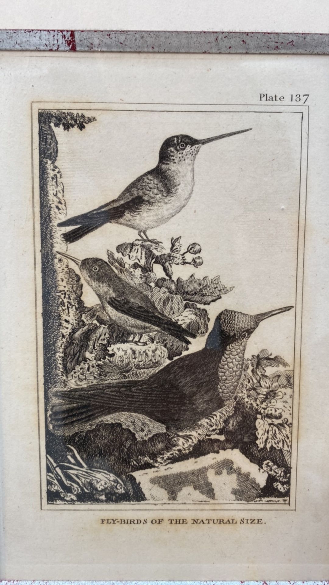 Set of 3 Classic Bird Illustrations - Image 3 of 5
