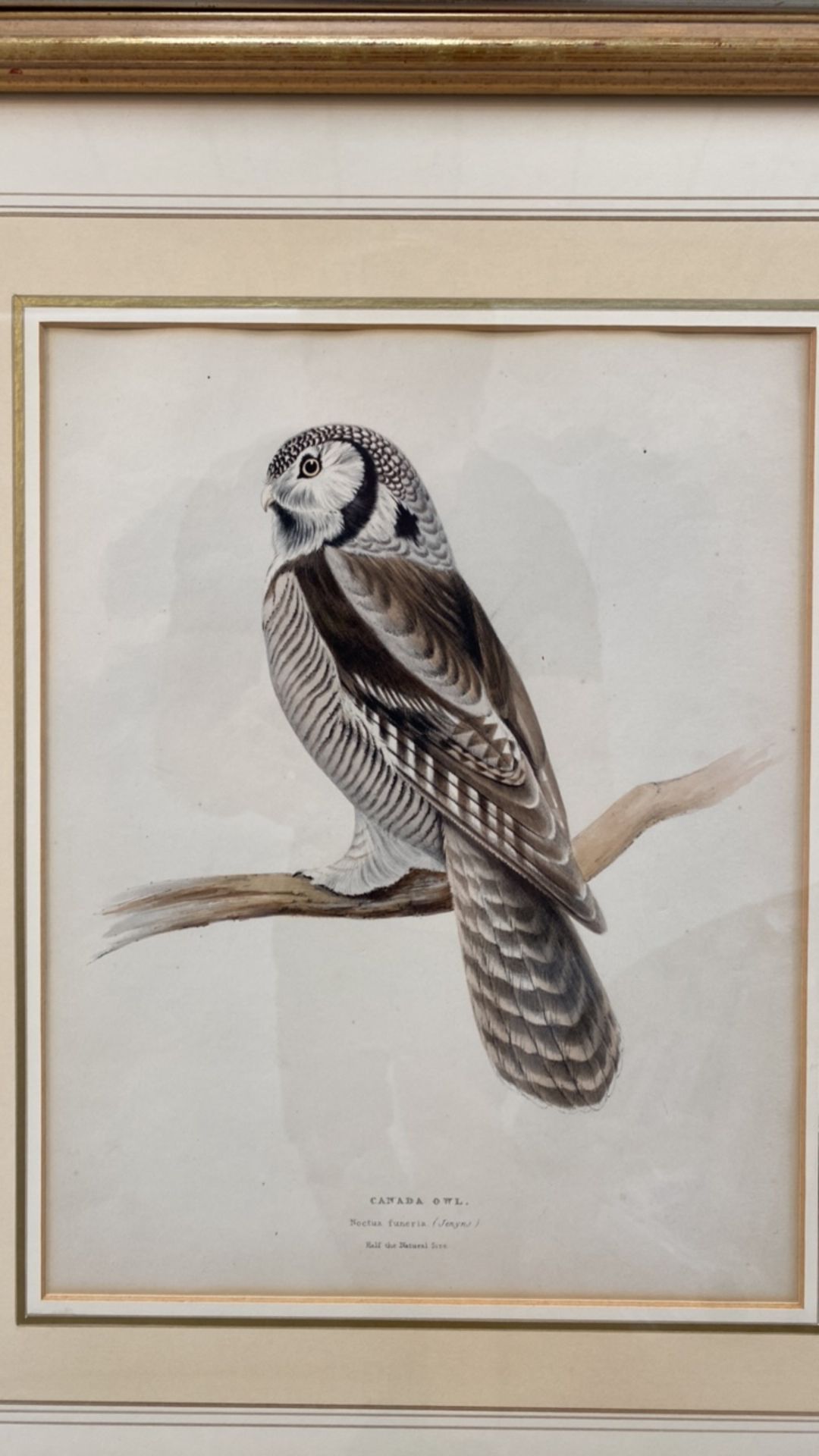 Mixed Set of Bird Illustrations - Image 8 of 10