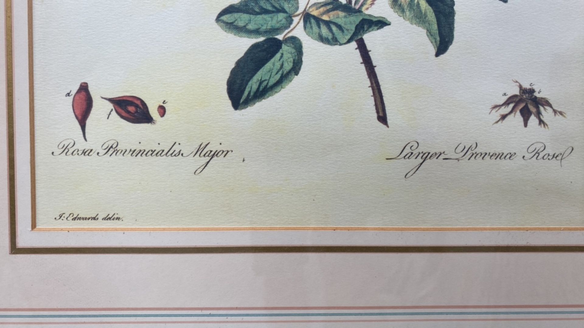 Mixed Set of Botanical Prints - Image 20 of 20