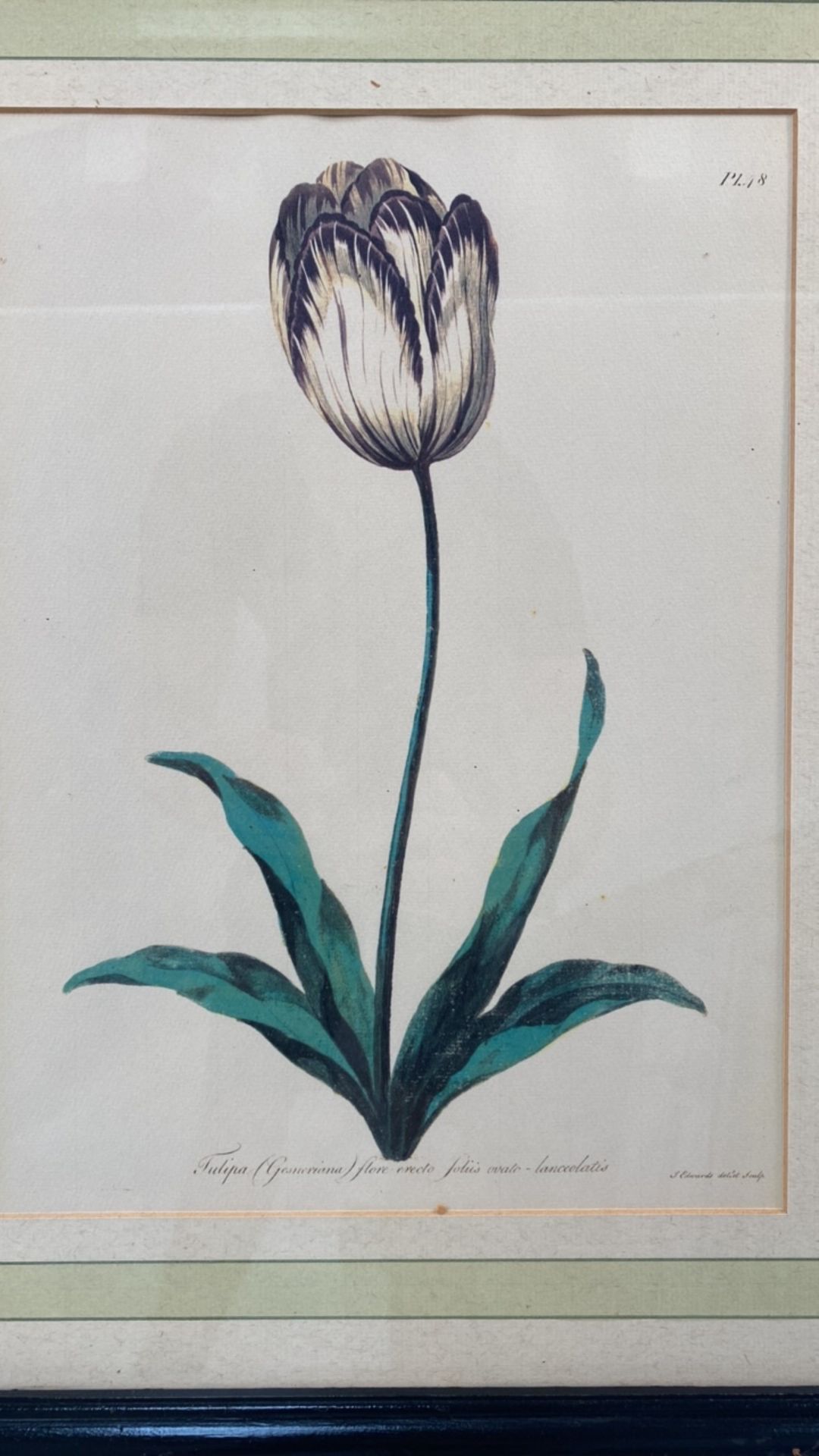 Set of 3 Botanical Prints - Image 2 of 7