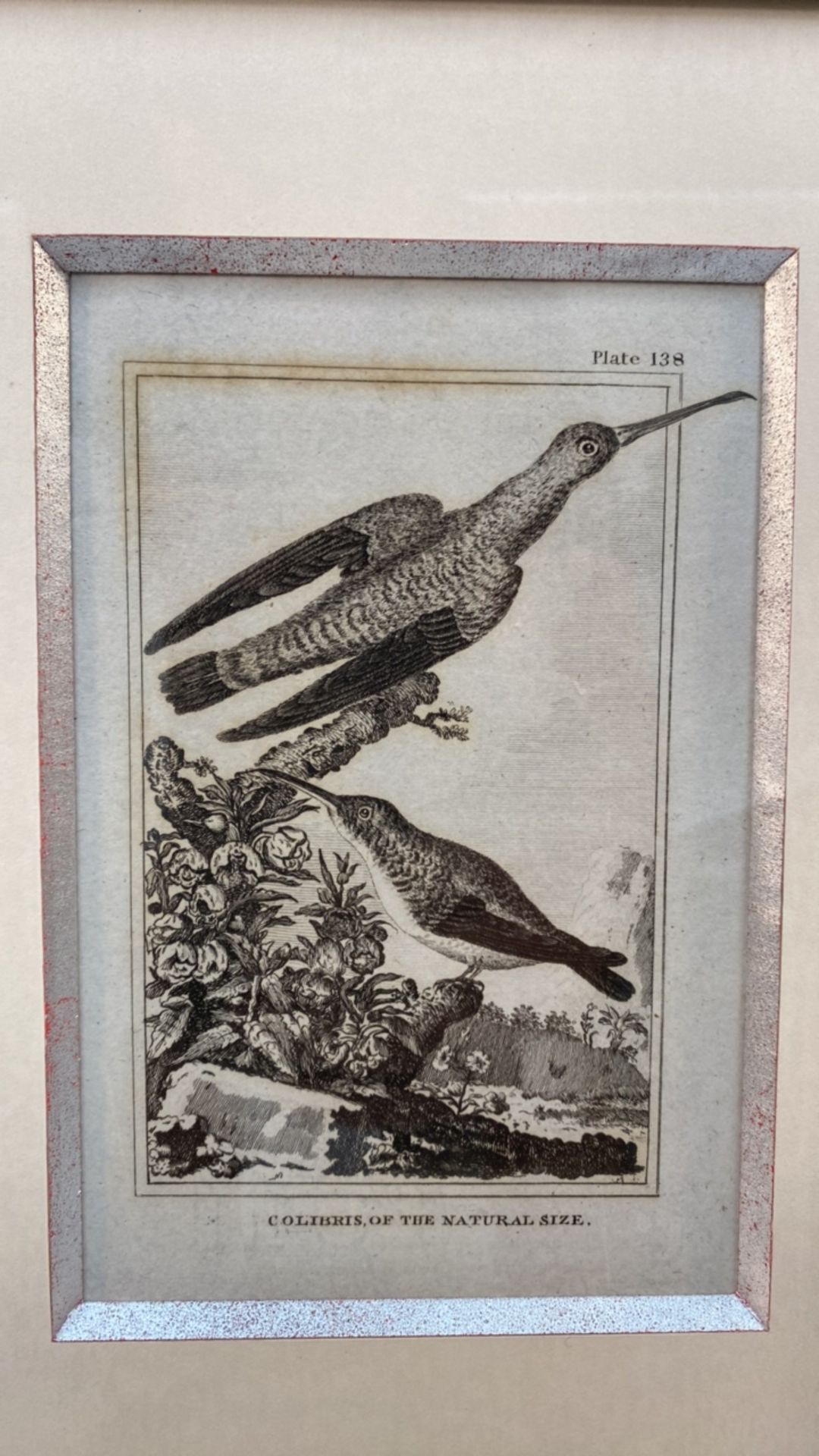 Set of 3 Classic Bird Illustrations - Image 4 of 5