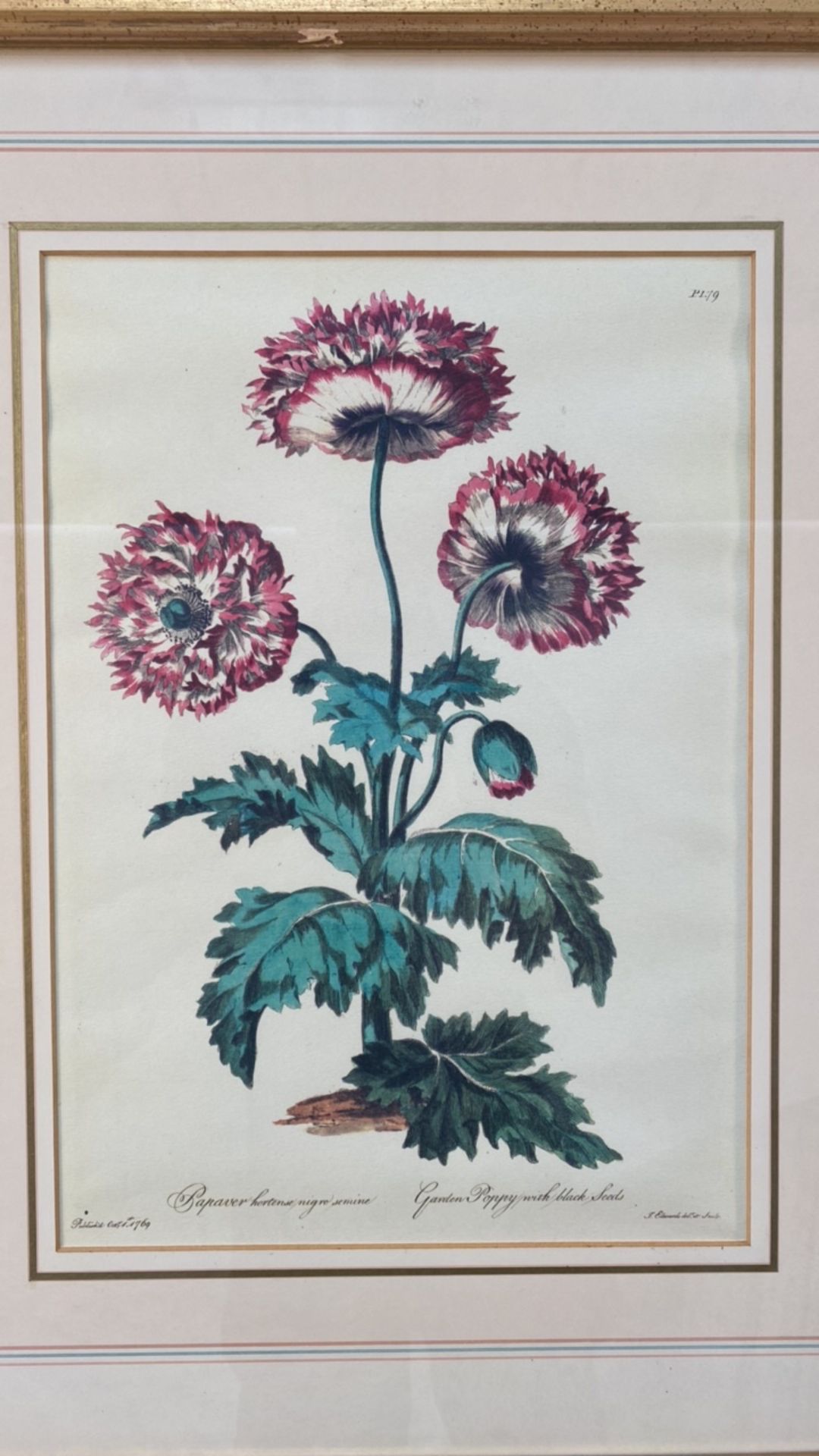 Set of 3 Botanical Prints - Image 4 of 7