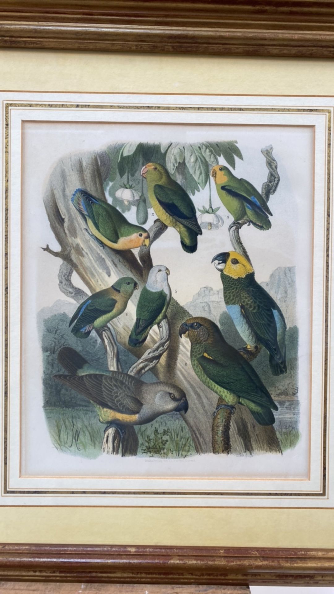 Set of 4 Parakeet Illustrations - Image 4 of 6