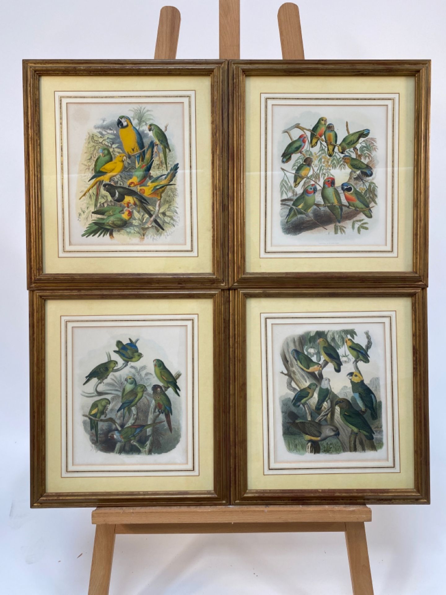 Set of 4 Parakeet Illustrations
