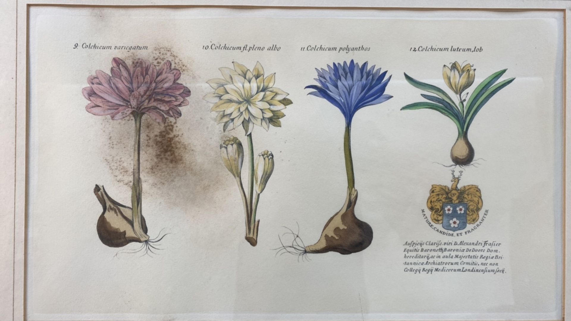 Mixed Set of Botanical Prints - Image 6 of 20