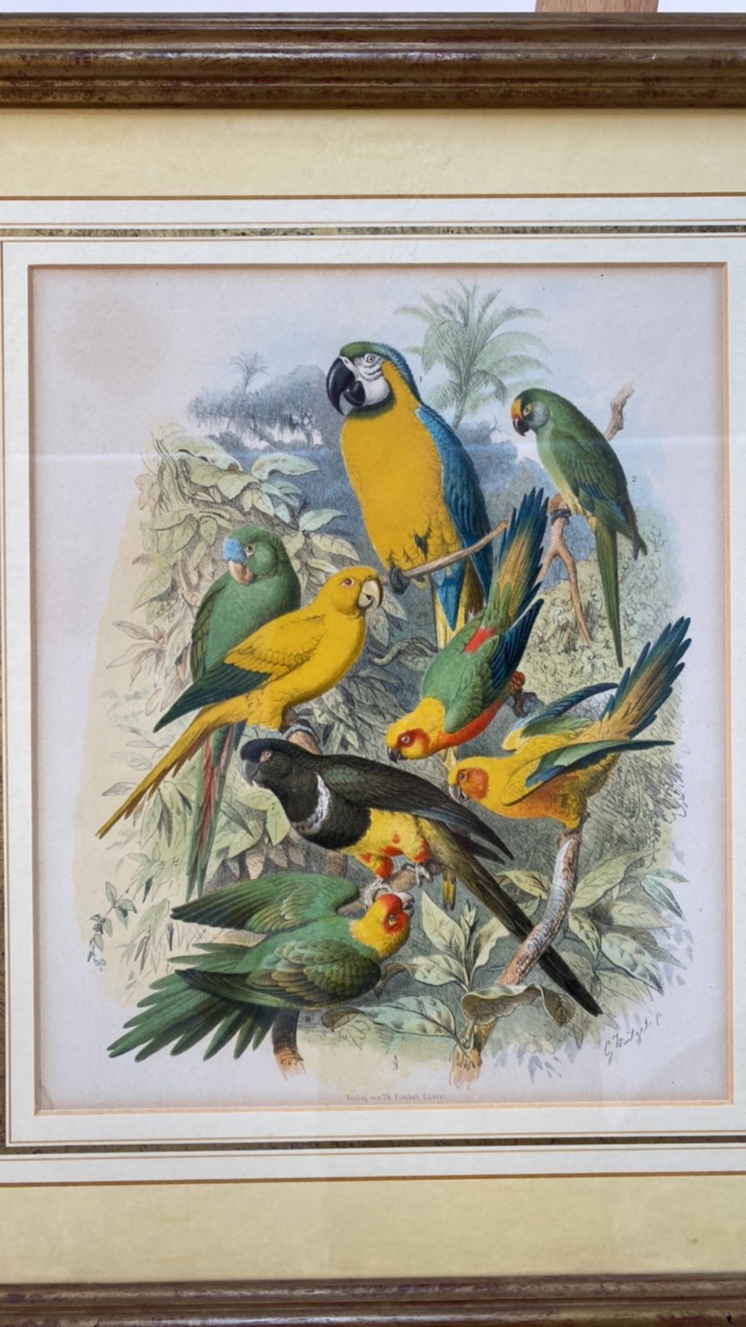 Set of 4 Parakeet Illustrations - Image 2 of 6