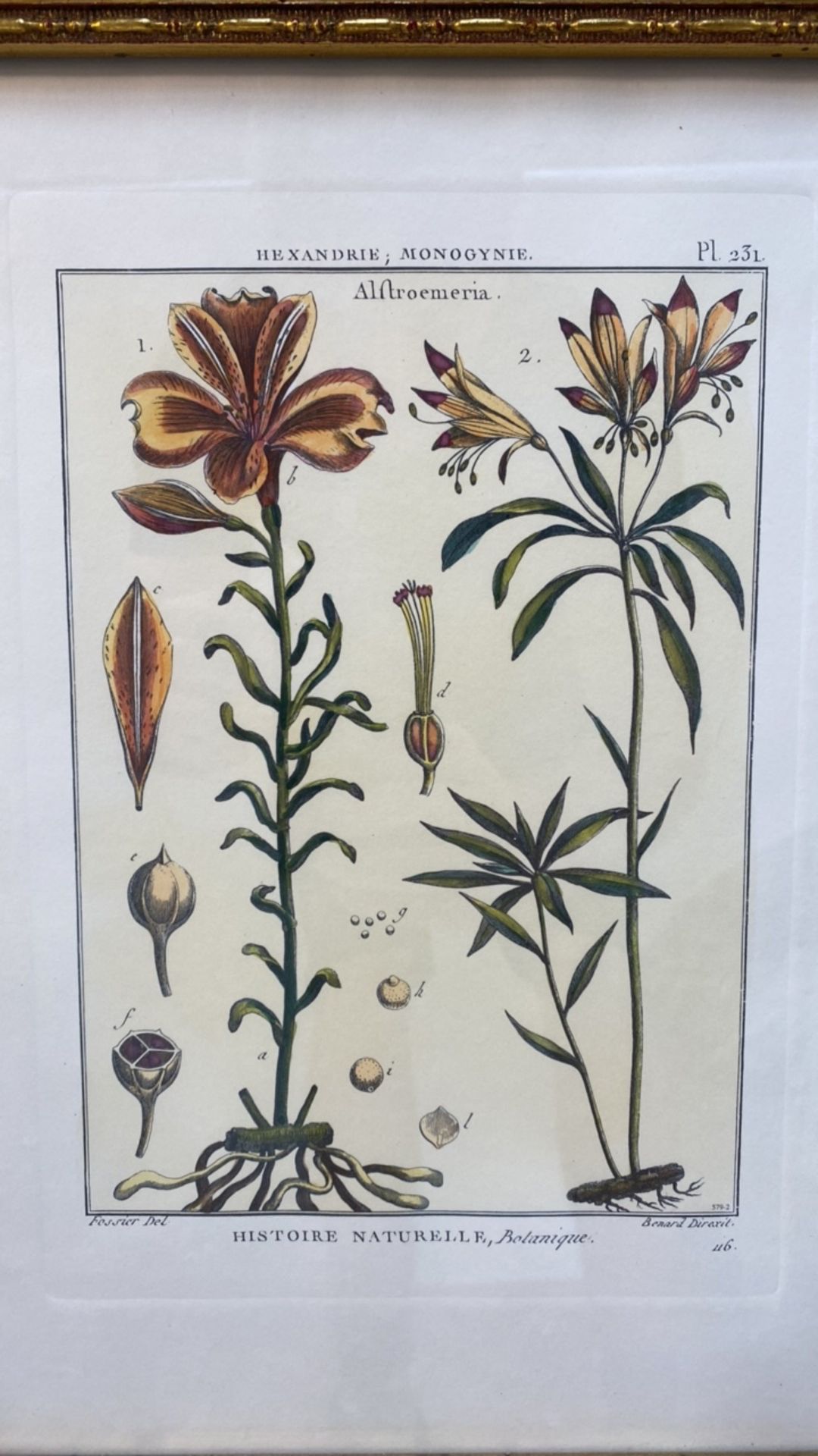 Mixed Set of Botanical Prints - Image 2 of 20