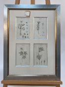 Set of 3 Botanical Black and White Lithography