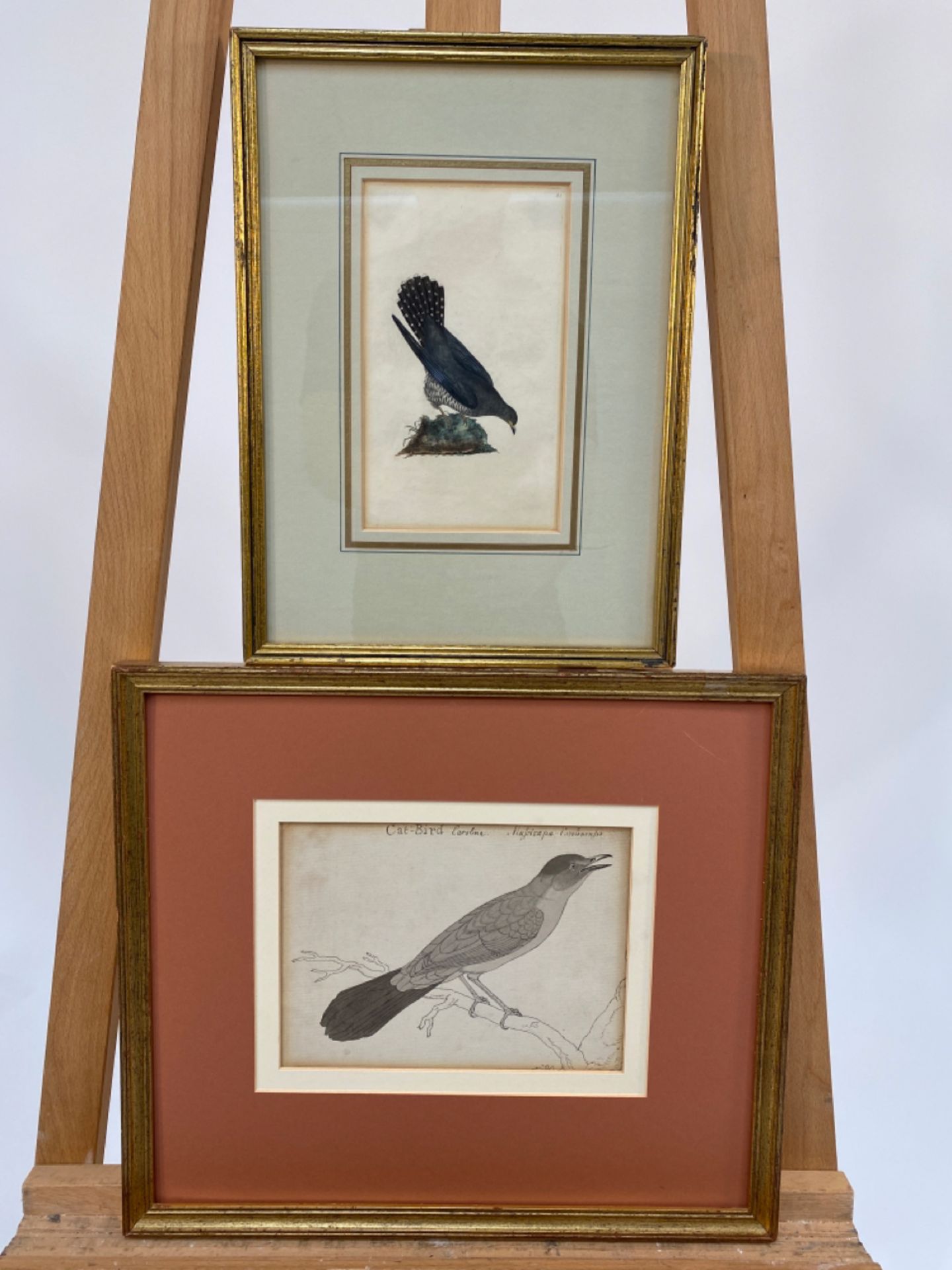 Mixed Set of Bird Illustrations