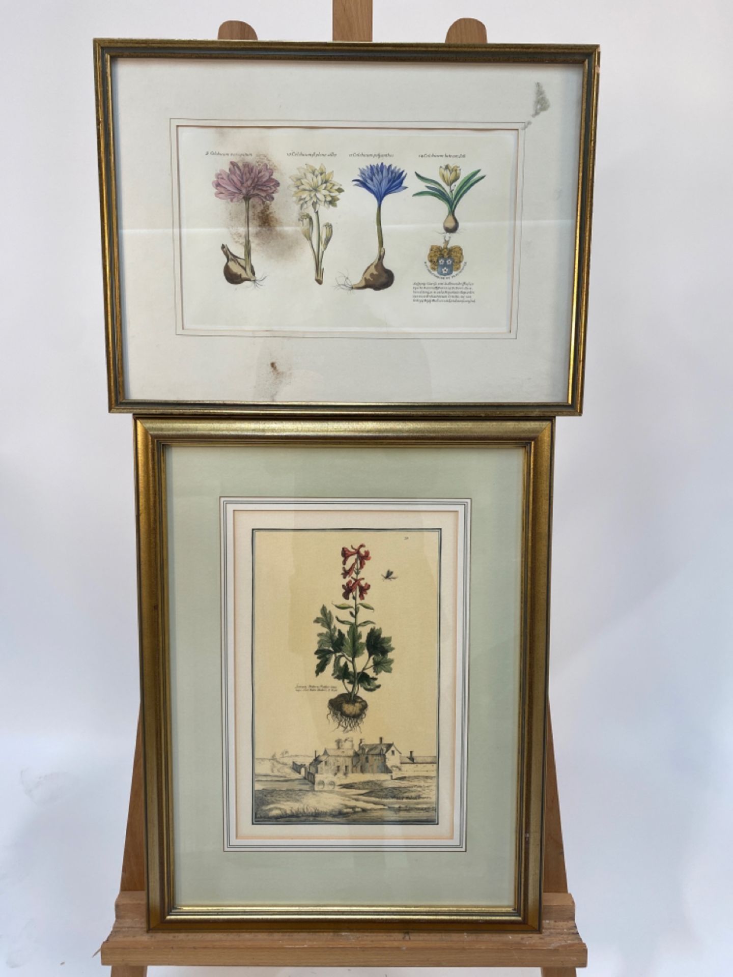 Mixed Set of Botanical Prints - Image 5 of 20