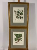 Set of 9 Botanique Themed Prints