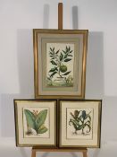 Trio of Botanique Themed Prints