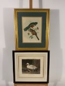 Set of 3 Bird Themed Prints