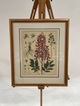 Botany Artwork Prints x2