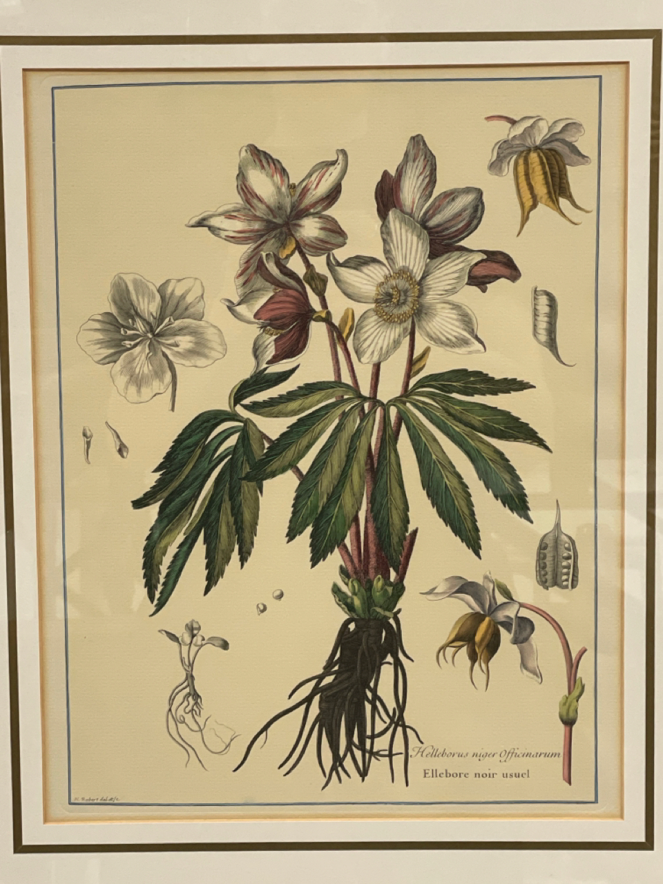 Botany Artwork Prints x2 - Image 4 of 4