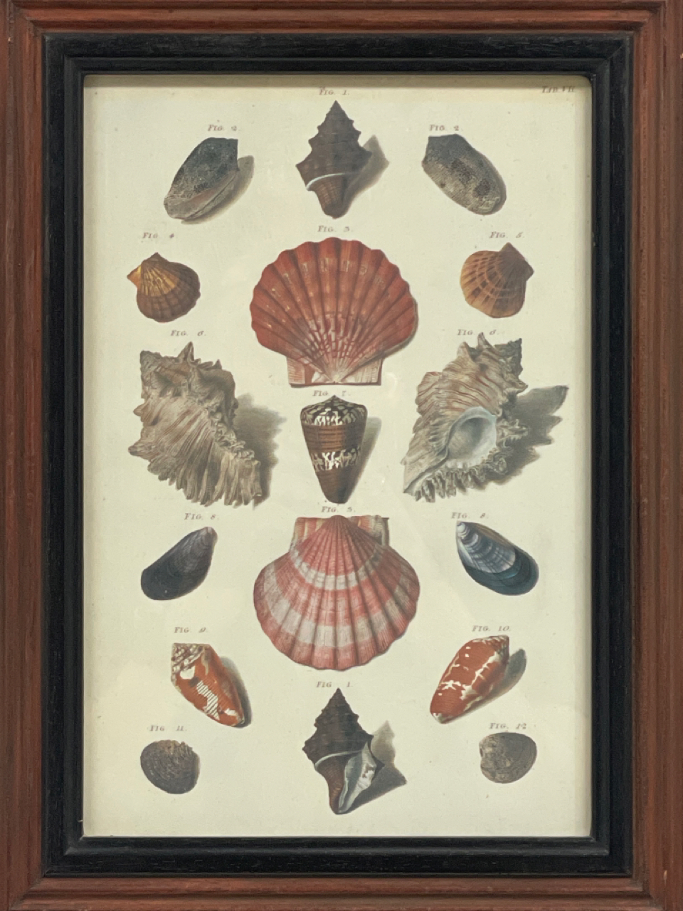 Shell Artwork Print Set of 2 - Image 3 of 3