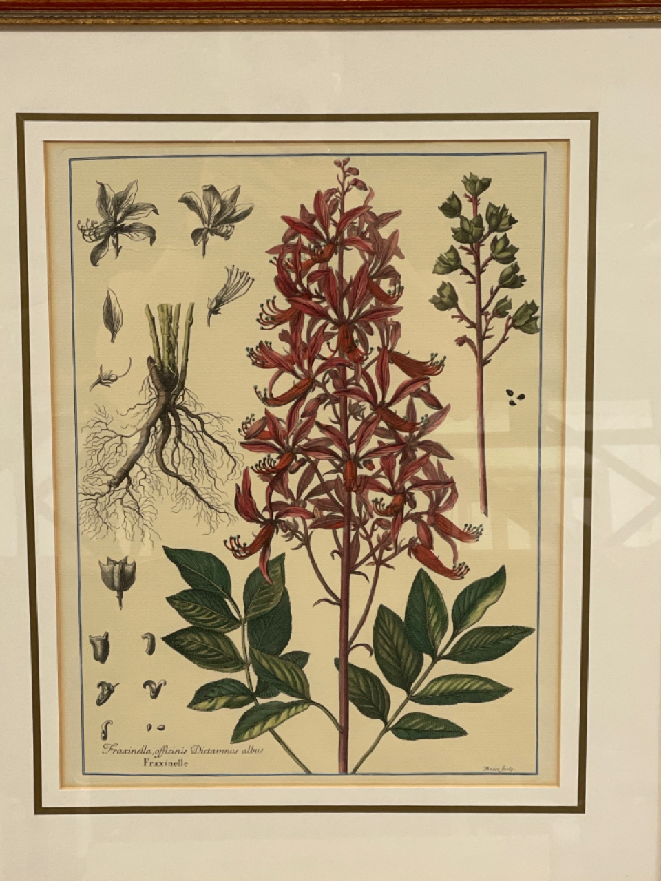 Botany Artwork Prints x2 - Image 2 of 4