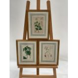 Floral Artwork Prints Set of 3